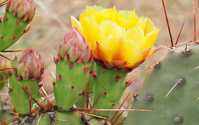 Twistspine Pricklypear is spread out across a very large range and has numerous local common names including: Bigroot Prickly Pear, Common Prickly Pear, Grassland Pricklypear, Plains Prickly Pear, Prickly Pear and Western Prickly Pear. Opuntia macrorhiza 